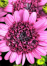 Osteospurmum 3D™ 'Purple'